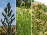Conzya inflorescences: from buds to seeds
