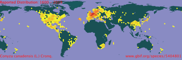 Global distribution of Conzya canadensis (circa 1600-2019)