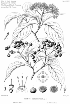 Cornus alternifolia (Sargent circa 1892)