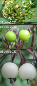 fruit development --closeup (June through July 2023)