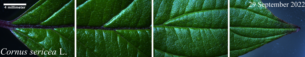 Red-osier leaf --closeup (circa 29 September 2022)
