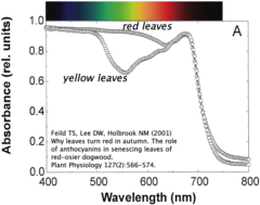 Red-osier leaf absorbance (circa 2001)