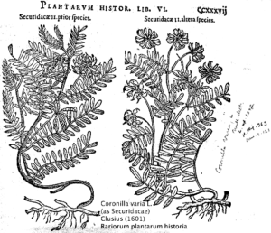 Crown vetch (Clusius's plantarum historia circa 1601)