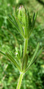 Galium aparine growing tip (circa June, 2017)