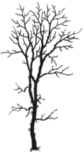 silhouette of locust tree (circa
1917) in Native Trees of Canada by R.C. Hosie