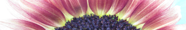 sunflower inflorescence (circa 17 July 2020)