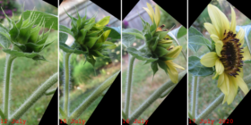 sunflower opening (circa 12-17 July 2020)