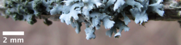 Lichens growing on silver maple (circa 29 October 2020)