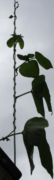 beans climbing the pole (circa 26 May 2021)