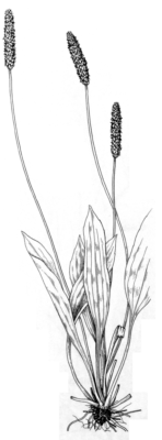 Plantago lanceolata (circa 1998)