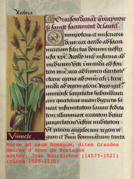 Rumex illustration from a Book of Hours by J Bourdichon (circa 1505-1510)