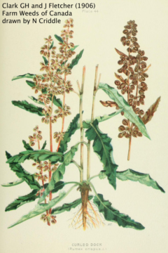 Rumex botanical illustration by N Criddle (circa 1906)