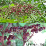 Sambucus berries (circa July and August 2021)