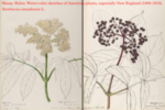 Sambucus flowering and fruiting by Helen Sharp (circa 1888--1910)