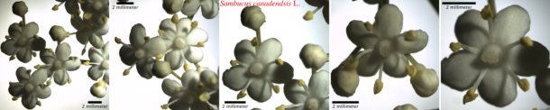 Sambucus (elder) flowers (circa July 2021)