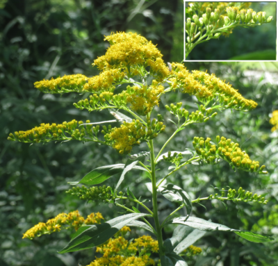 Solidago_canadensis (circa 2015): plant and inflorescence detail