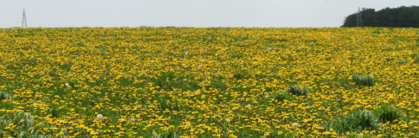 Pasture blooming with dandelions (circa 25 May 2020)