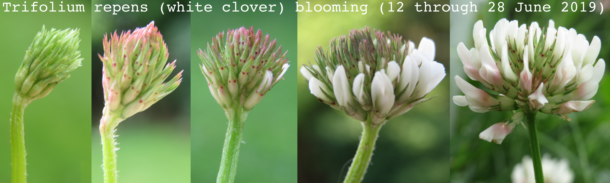 White clover (Trifolium repens) blooming (circa 12-28 June 2019)