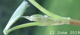 White clover (Trifolium repens) leaf emergence (circa 12 June 2019)