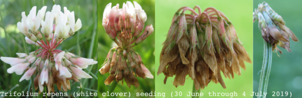 White clover (Trifolium repens) seeding (circa 30 June through 4 July 2019)