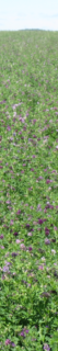 alfalfa field in bloom (circa July, 2017)