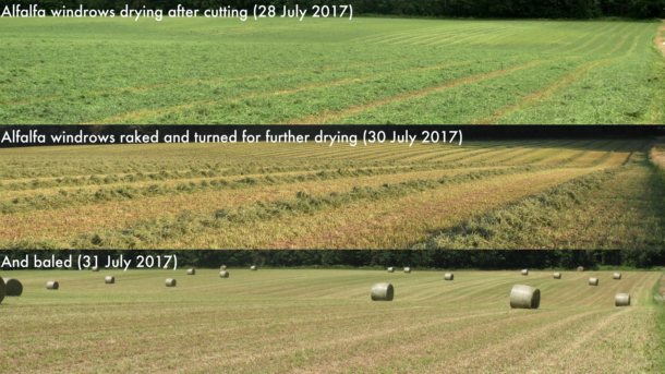 alfalfa windrows in the field (circa July 28, 2017), then raked for further
drying (circa July 30, 2017), and baled (circa Juy 31, 2017