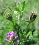 alfalfa inflorescences (circa July, 2017)