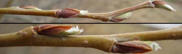 willow buds breaking dormancy (circa 27 March 2021)
