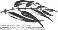 Salix nigra illustration by Paul Landacre
(circa 1948)
