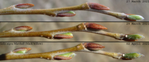 willow bud break (circa 27 March through 02 April 2021)