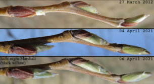 willow bud break (circa 27 March through 06 April 2021)