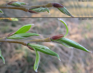 willow bud break (circa 08 April through 10 April 2021)