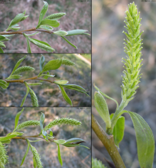 willow inflorescences (circa 15 through 26 April 2021)