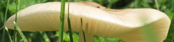 gilled mushroom cap (circa 6 August 2018)