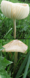 ripening mushrooms (circa 6 August 2018)
