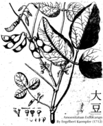 Soybean from Kaempfer's Amoenitatum Exoticarum (circa 1712)