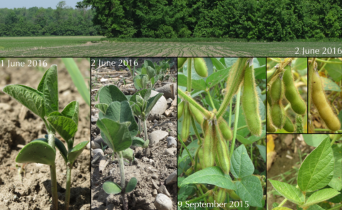 Soybean seedlings (circa 2016) and mature plants ready to harvest (circa 2015 fall)