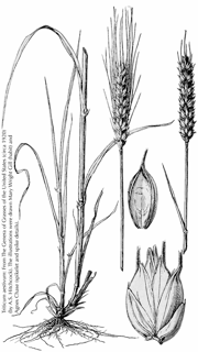 Hittchcock's Genera of Grasses of the US --wheat illustration by Gill and Chase-- circa 1920