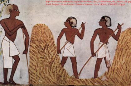 Grain harvest from the Menna tomb (TT69) circa 1350 BCE