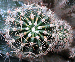 spiky cacti