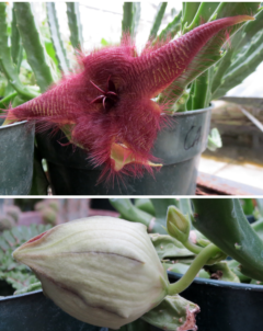 a hairy, red and large cactus flower