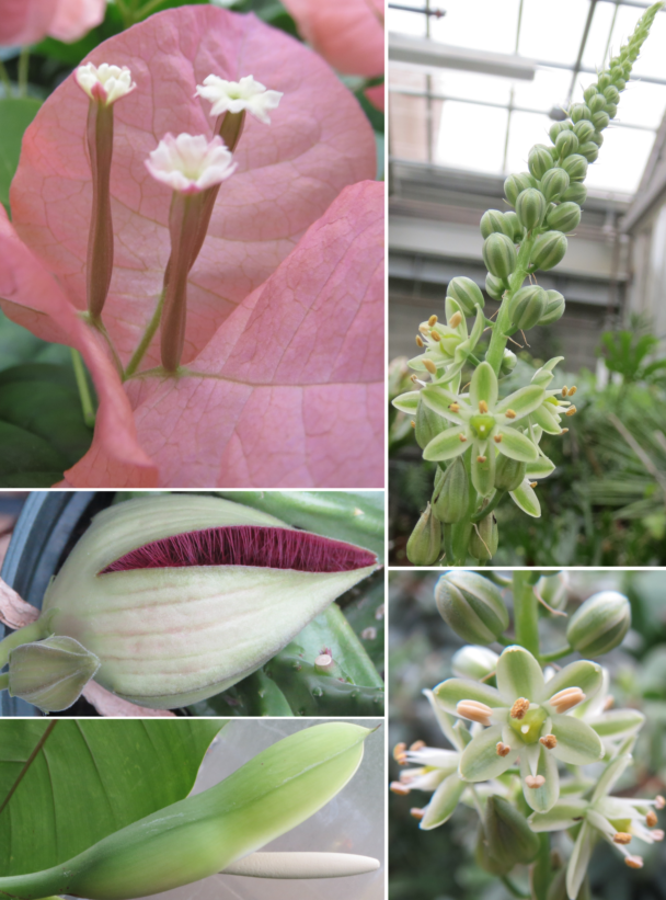 a montage of flowers blooming in the greenhouse