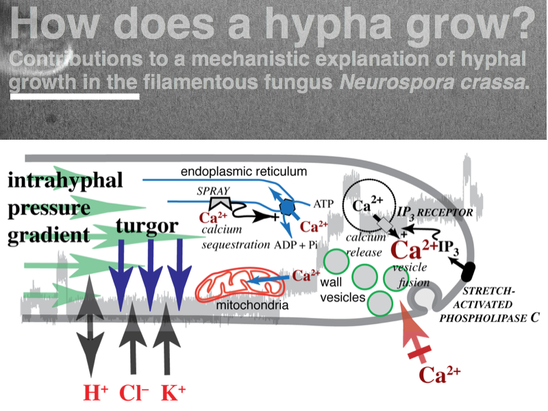 fungal tip growth model