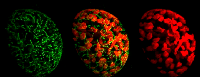 three dimensional image of algal cell