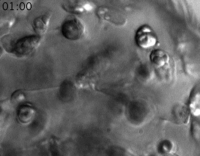 high resolution imaging of algal chloroplasts
