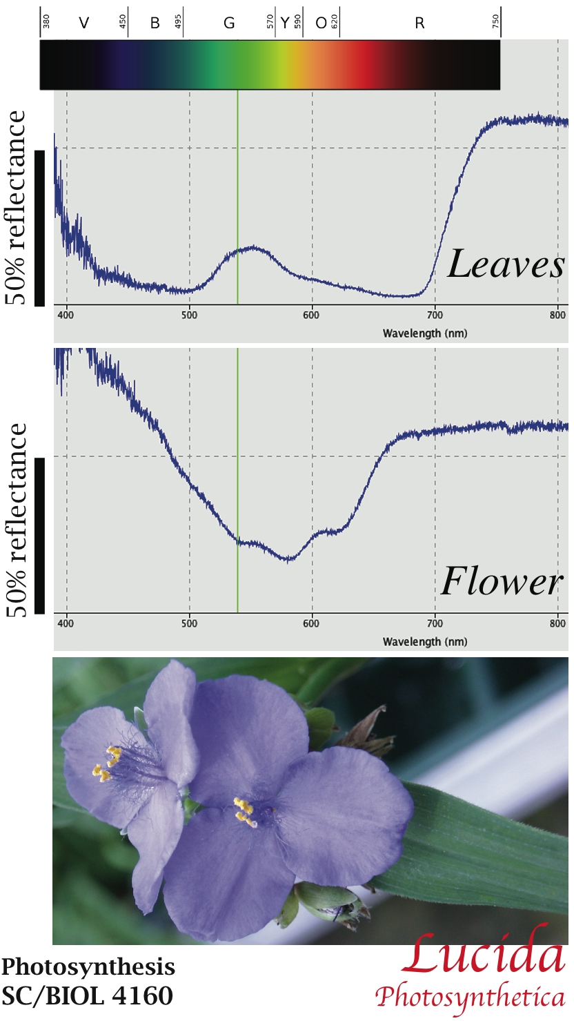examples of reflectance spectra for leaves and flowers