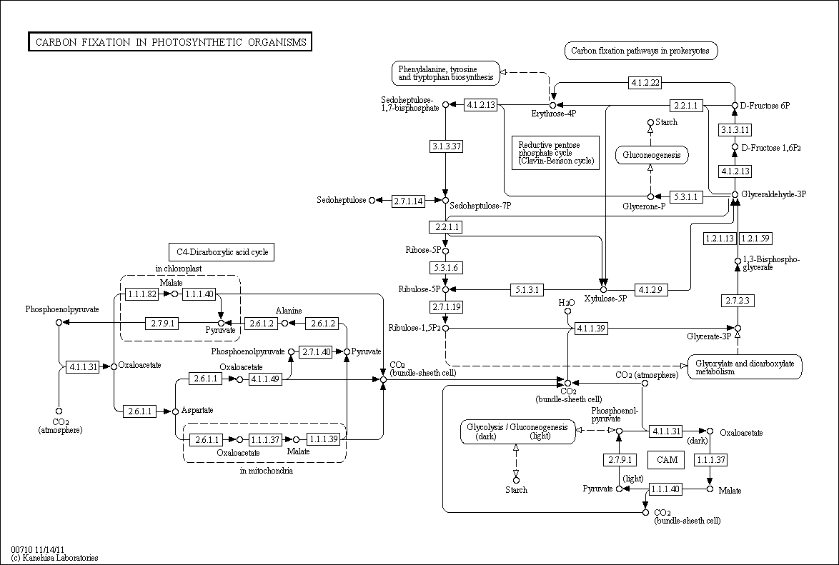 The KEGG pathway database