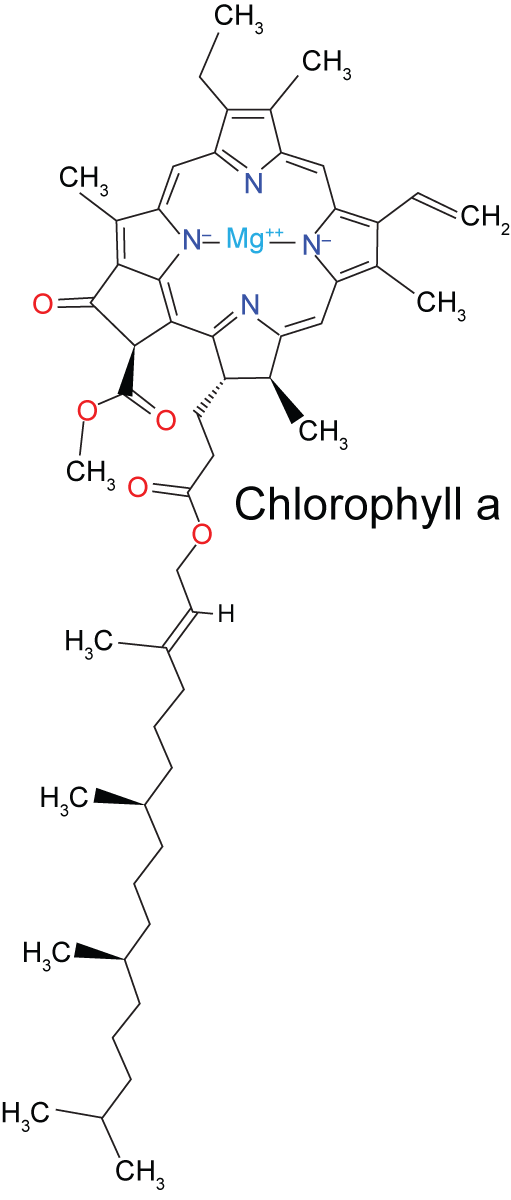 chemical structure of chlorophyll