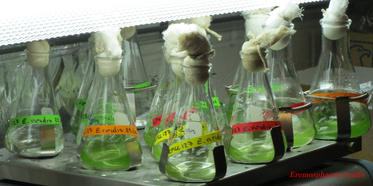 flasks of Eremosphaera cells being cultured
