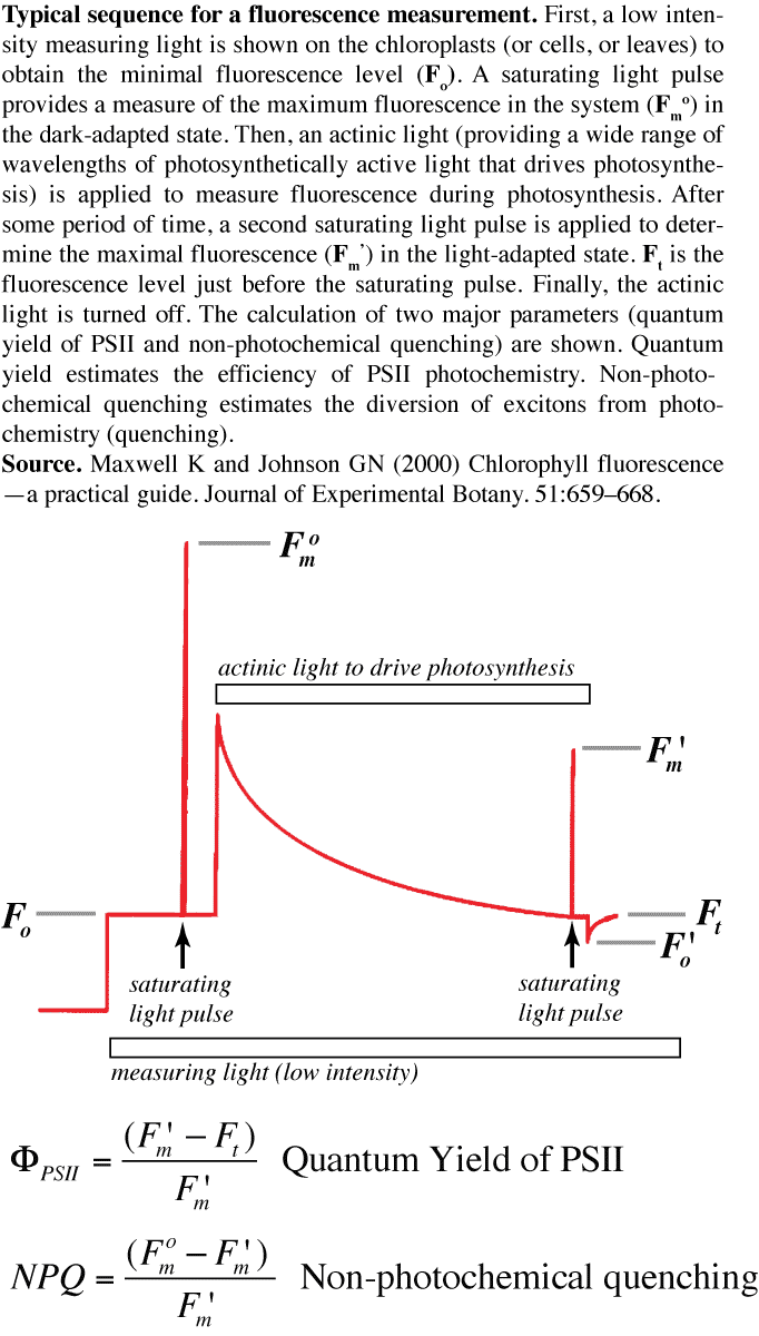 experimental protocol for measuring fluoescence states in leaves